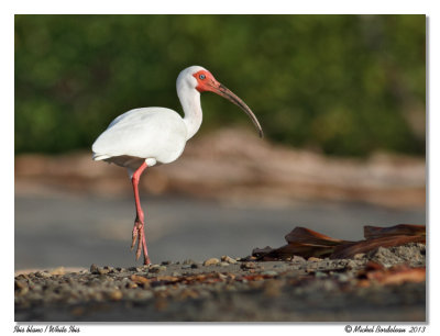 Ibis blancWhite Ibis