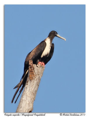 Frgate superbeMagnificent Frigatebird