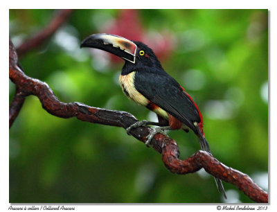 Aracari  collierCollared Aracari