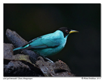 Guit-guit émeraudeGreen Honeycreeper