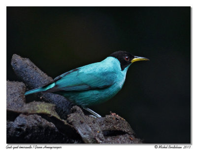 Guit-guit meraudeGreen Honeycreeper