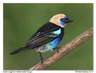 Caliste  coiffe d'orGolden-hooded Tanager