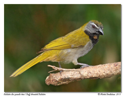 Saltator des grands-boisBuff-throated Saltator