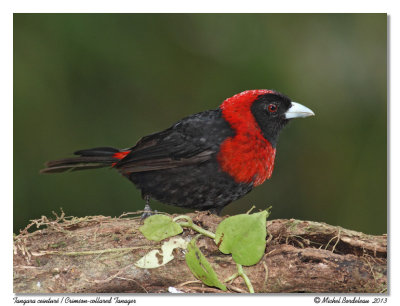 Tangara ceinturéCrimson-collared Tanager