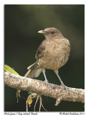 Merle fauveClay-colored Thrush