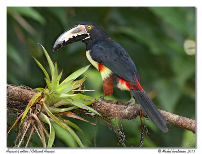 Aracari  collierCollared Aracari