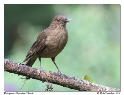 Merle fauveClay-colored Thrush