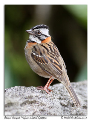 Bruant chingoloRufous-collared Sparrow