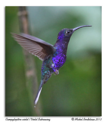 Campyloptre violetViolet Sabrewing