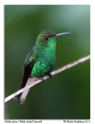 Colibri elvireWhite-tailed Emerald