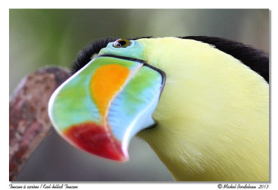 Toucan  carneKeel-billed Toucan