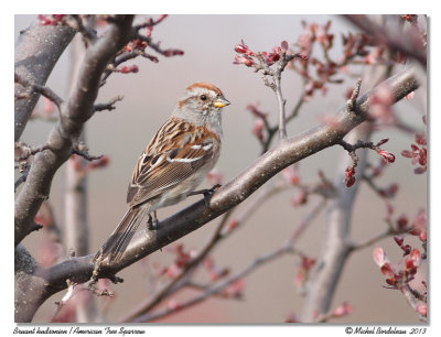 Bruant hudsonienAmerican Tree Sparrow