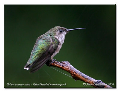 Colibri  gorge rubis - Ruby-throated Hummingbird