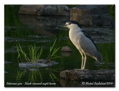 Bihoreau gris - Black crowned night heron