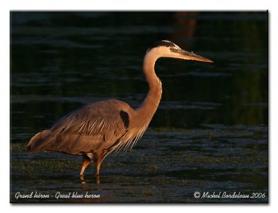 Grand hron - Great blue heron