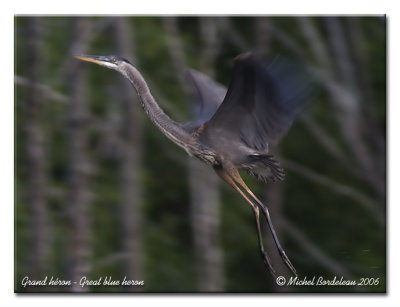 Grand hron Great blue heron