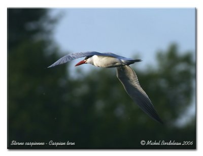 Sterne caspienne - Caspian tern
