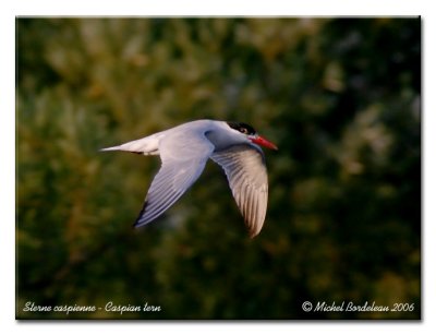 Sterne caspienne - Caspian tern