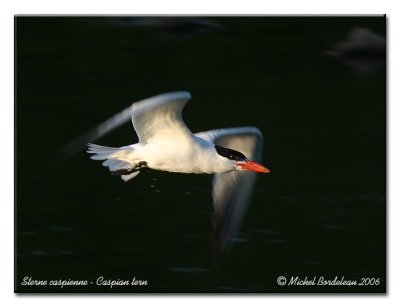 Sterne caspienne - Caspian tern
