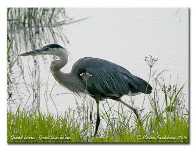 Grand hron - Great blue heron