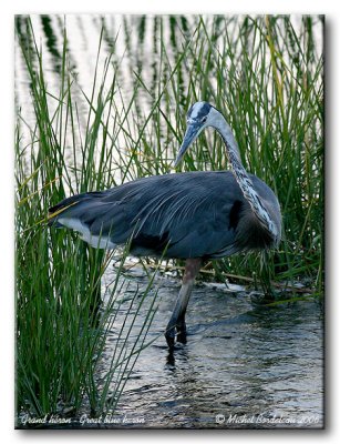 Grand hron - Great blue heron