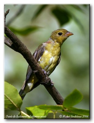 Oriole de Baltimore  Baltimore oriole