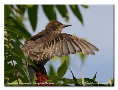 tourneau sansonnet - European starling