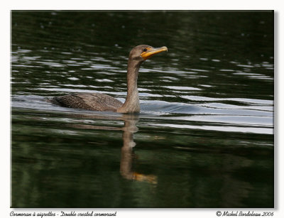 Cormoran  aigrettes - Double crested cormorant