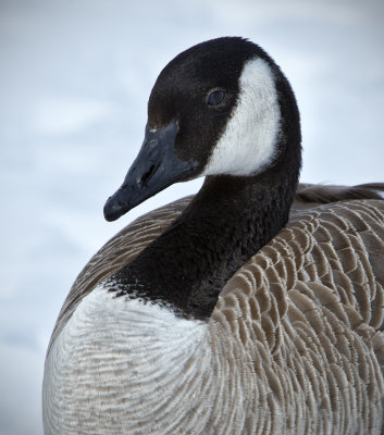_DSC0240pb.jpg The Canada Goose Portrait