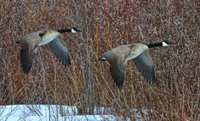 _DSC0271pb.jpg  Pussy Willow's and Canada Geese