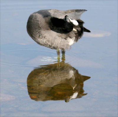 An American Coot Reflection