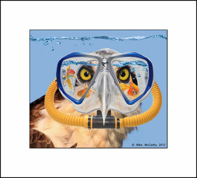 Osprey-Diver-Goldfish-Master-1.jpg
