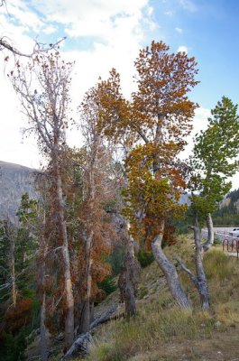Whitebark pine trees being attacked by mountain pine beetle