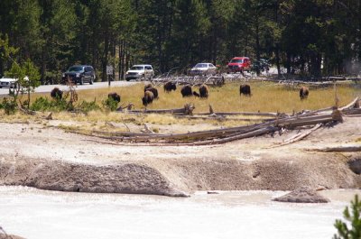 A traffic jam caused by roaming bison