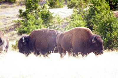 some bison hanging out nearby