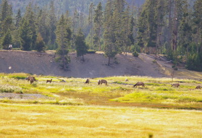 Roosevelt Elk females grazing in distance with calves