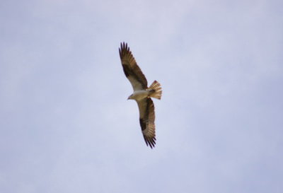 An osprey soars overhead