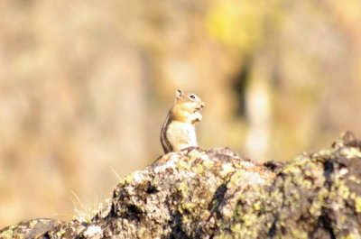 Chipmunk