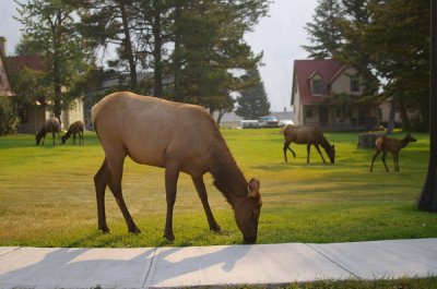 Elk in the town of Mammoth