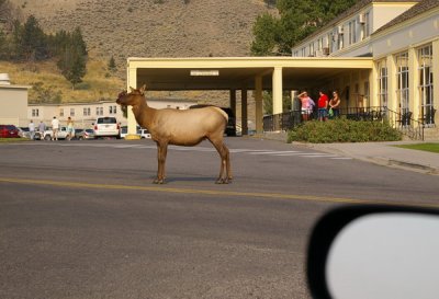 This elk was nonchalant and blocked traffic for a while
