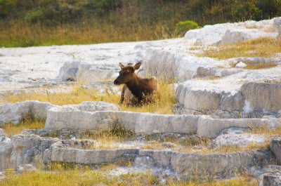 An elk hangs out