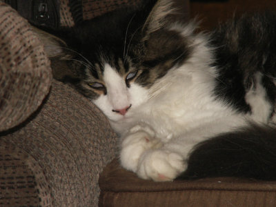 12-8-2012 Cat Dreams.jpg