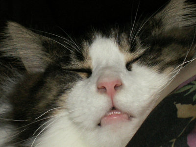 2-23-2013 Sound Asleep .jpg
