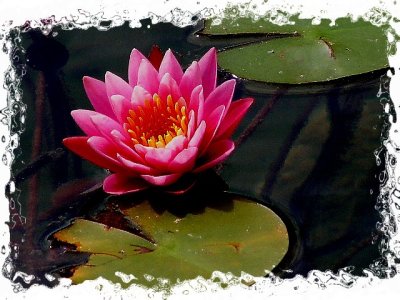 8-2005 Water Lily.JPG