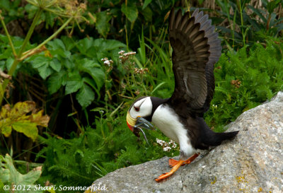 2012 Bear & Puffin PhotoTour - Lake Clark National Park, Alaska