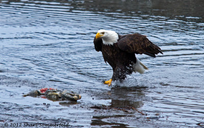 Bald Eagles - Dec. 2012