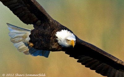 bald_eagles_all_galleries