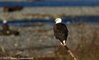 Bald Eagles (part II) Dec. 2012