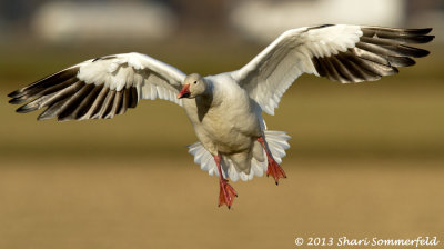 Snow Geese *all galleries*