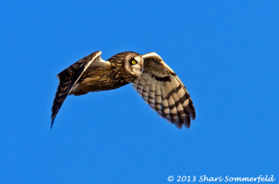 Skagit Valley 02/02/13